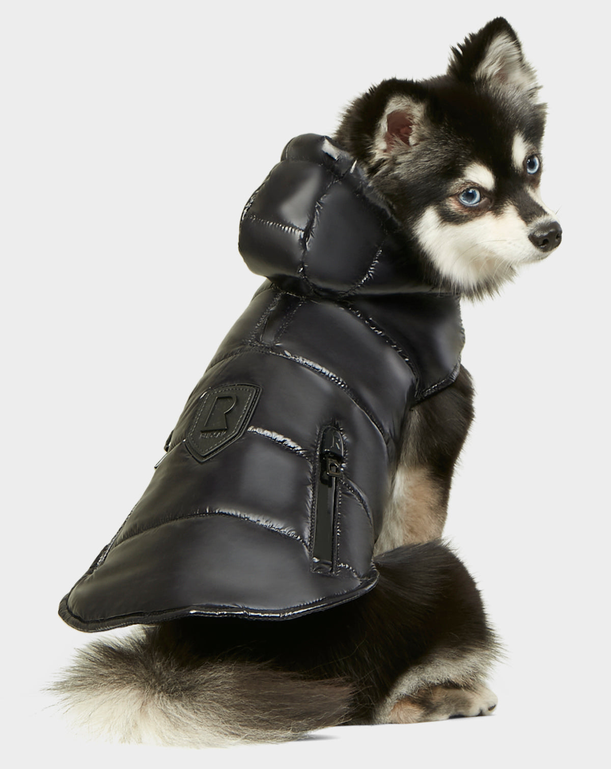 A small, fluffy dog with black and white fur sits looking back over its shoulder, wearing the Rudsak BUDDIE - 9122520 BLACK puffer jacket with a hood and zipper.
