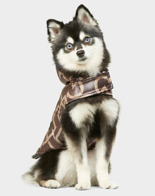 A small black and white dog with blue eyes is sitting and wearing the Rudsak BUDDIE - 9122520 RUDSAK PRINT jacket, looking slightly to the side against a plain light background.