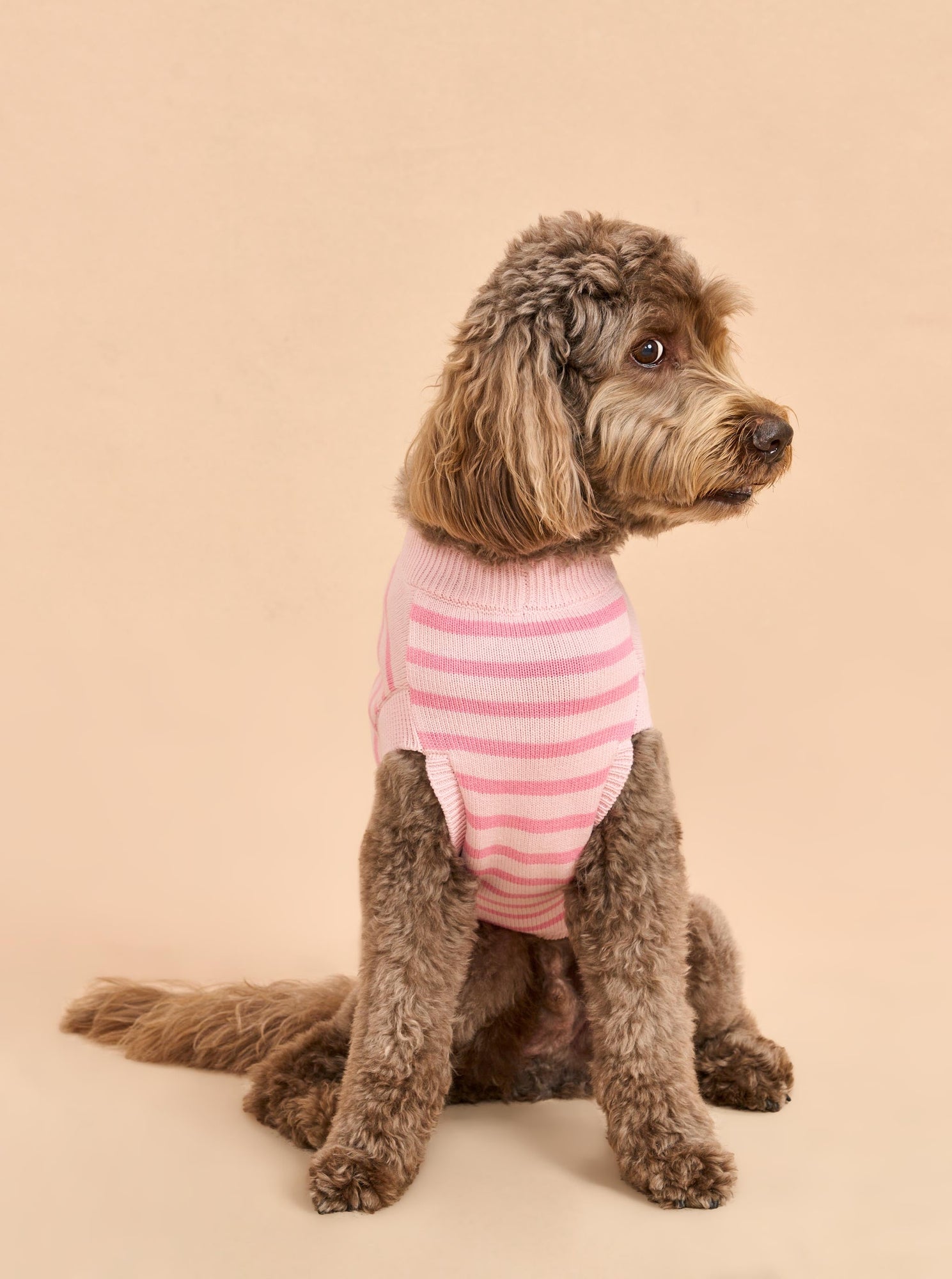 Pet | Chien Sweater | Frosting x Bubblegum