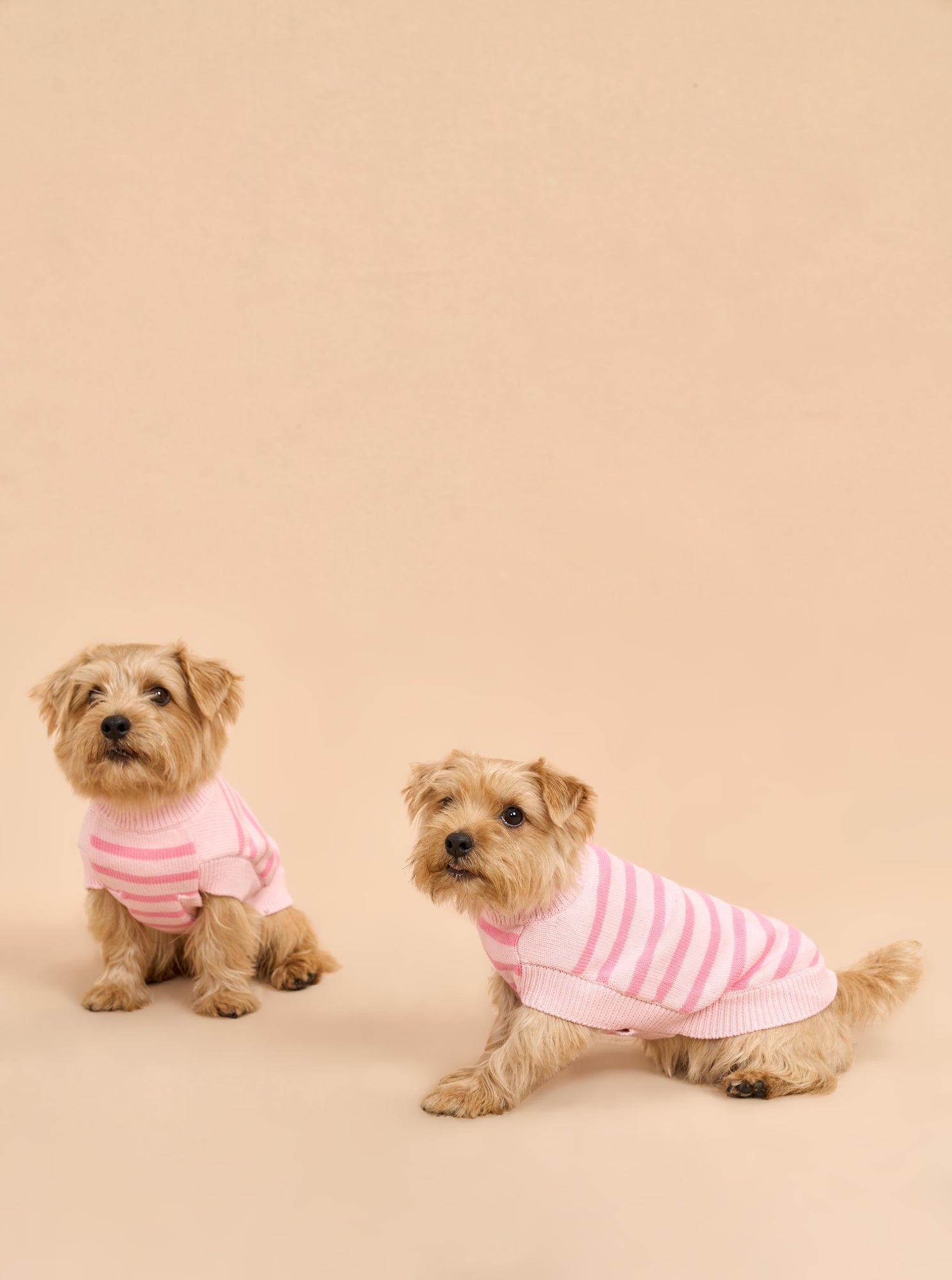 Pet | Chien Sweater | Frosting x Bubblegum