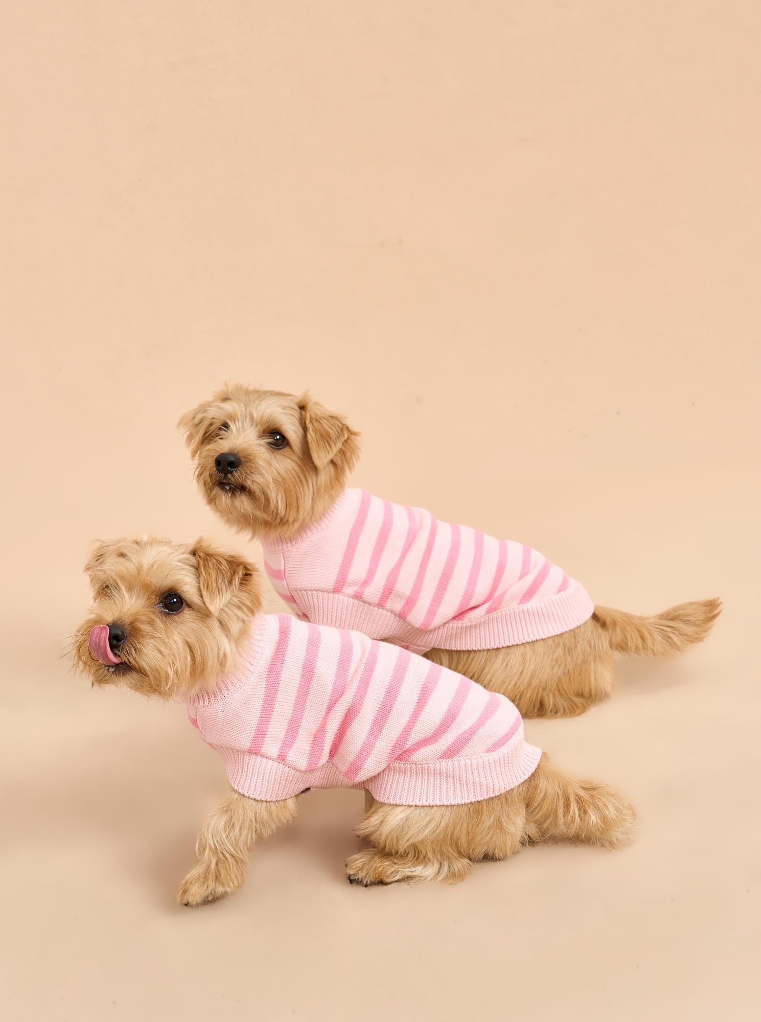 Pet | Chien Sweater | Frosting x Bubblegum