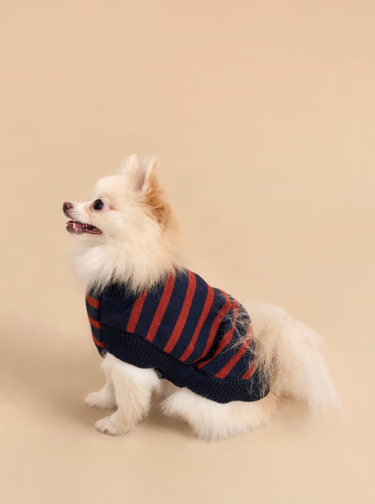 Pet | Chien Sweater | Navy x Rust