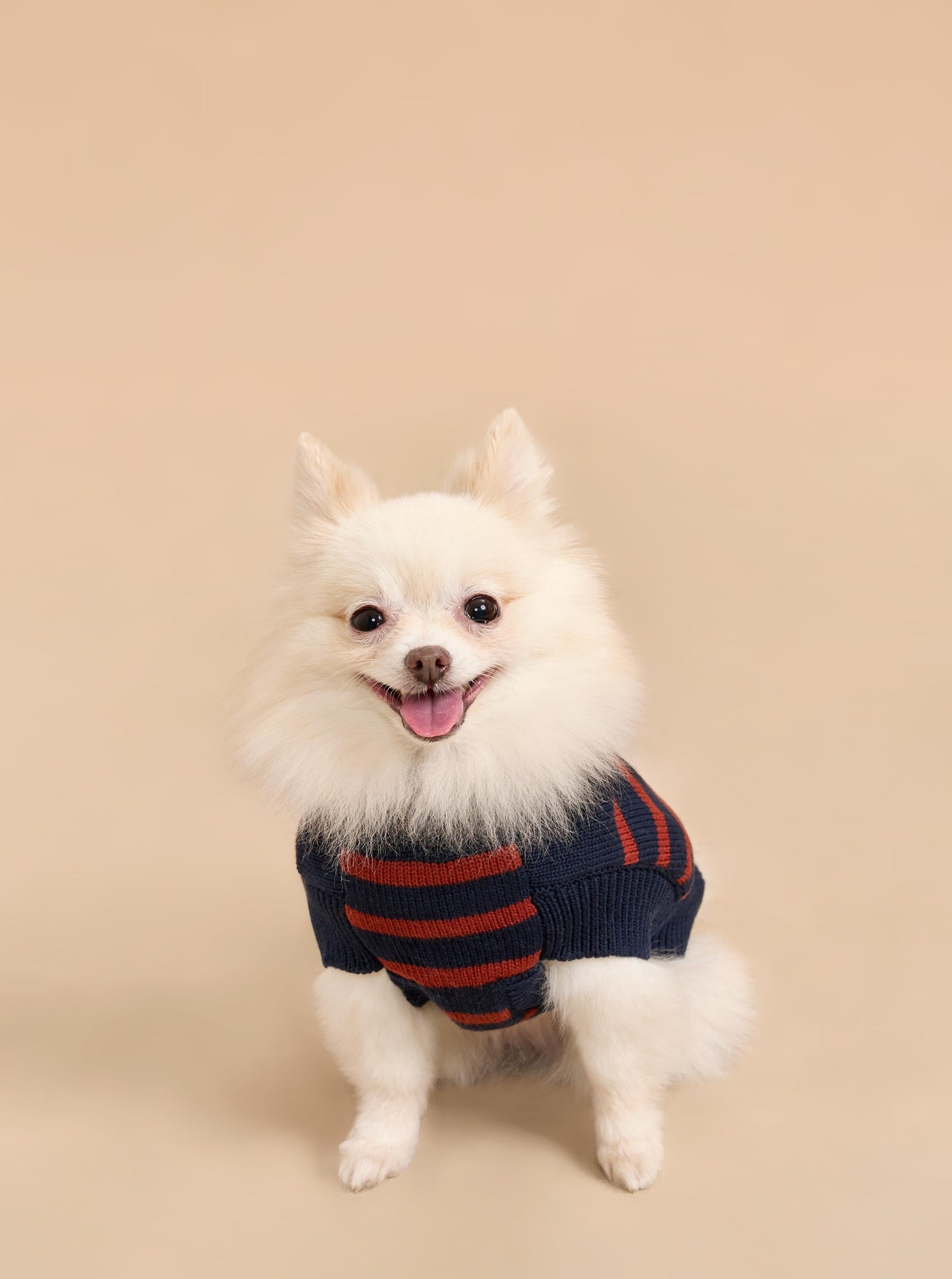 Pet | Chien Sweater | Navy x Rust