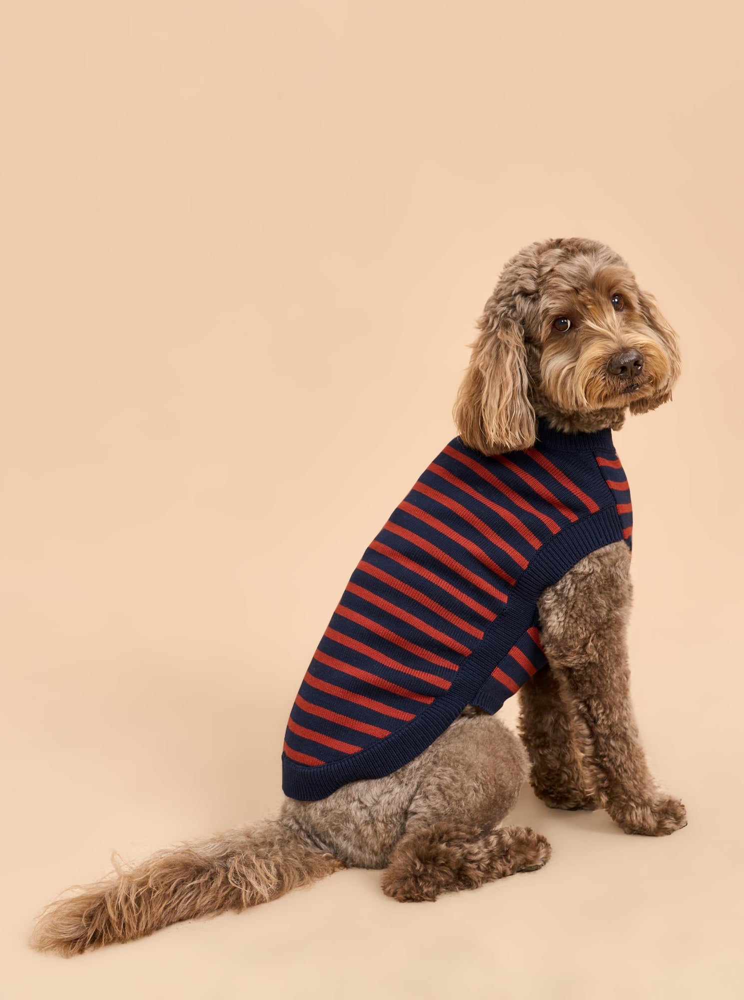 Pet | Chien Sweater | Navy x Rust
