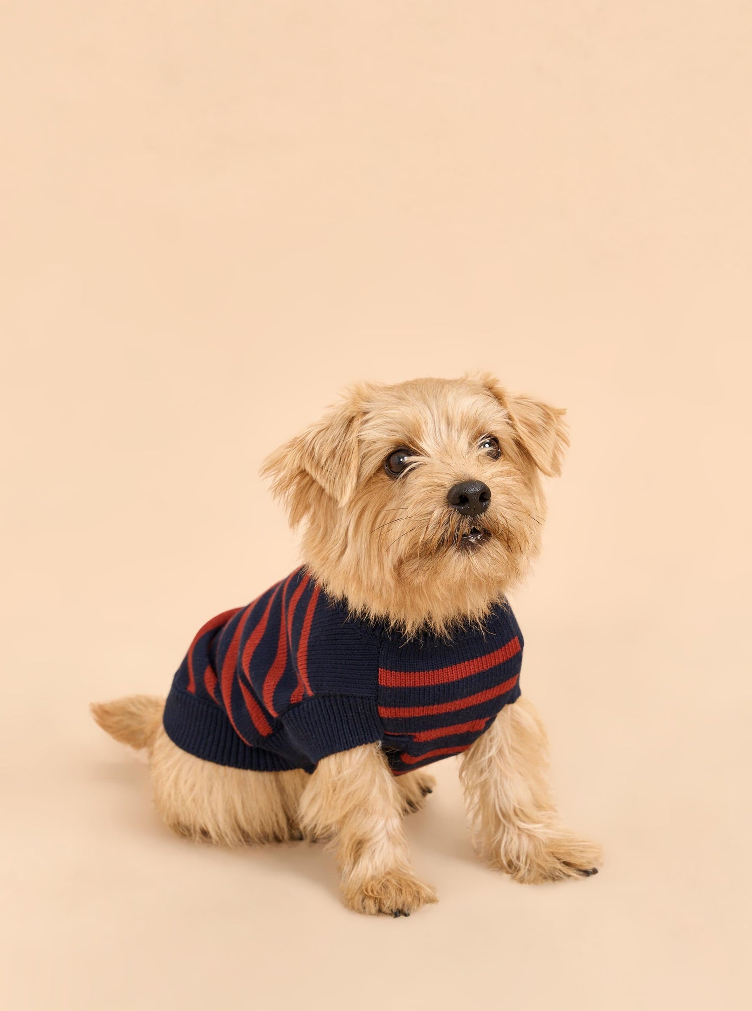 Pet | Chien Sweater | Navy x Rust