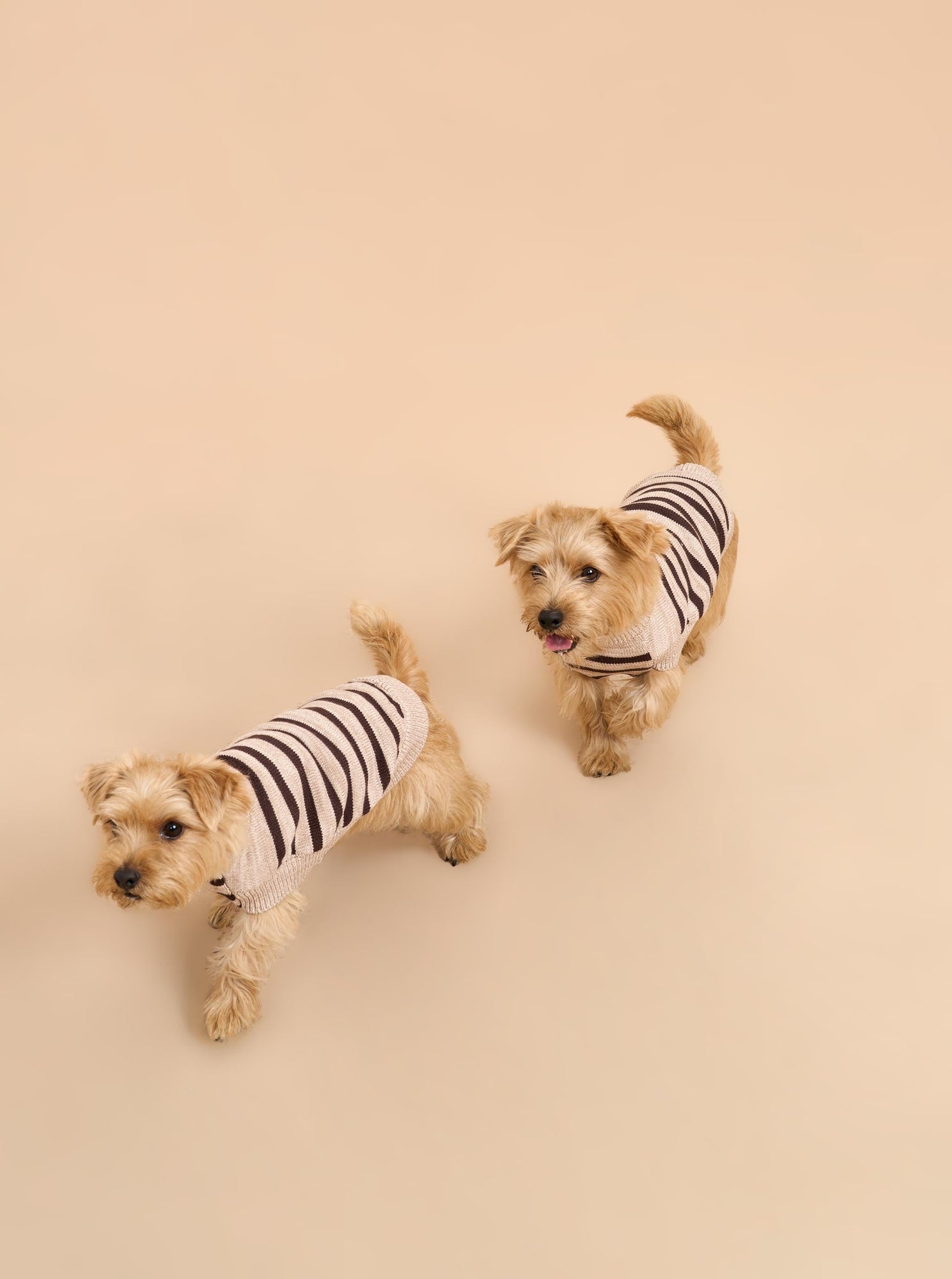 Pet | Chien Sweater | Tan x Brown
