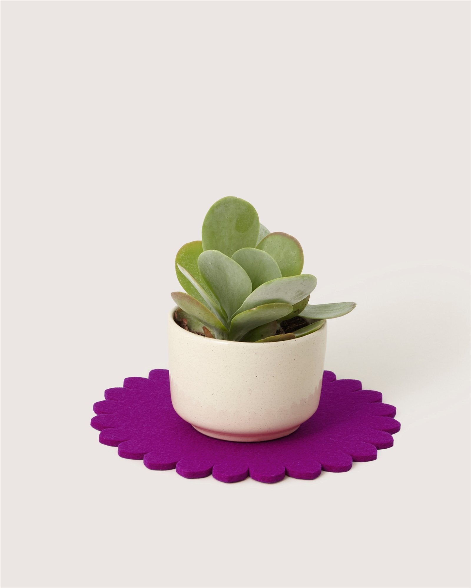 A small succulent in a white ceramic pot sits on a bright purple graf lantz Merino wool trivet with a scalloped-edge design, providing kitchen protection against a plain light background.