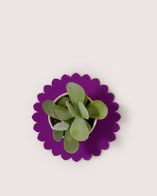 A small succulent in a white pot sits atop a bright purple, scalloped-edge Merino wool trivet by graf lantz, viewed from above on a light beige background for stylish kitchen protection.