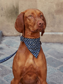 Pet | Bandana For Dogs | Navy