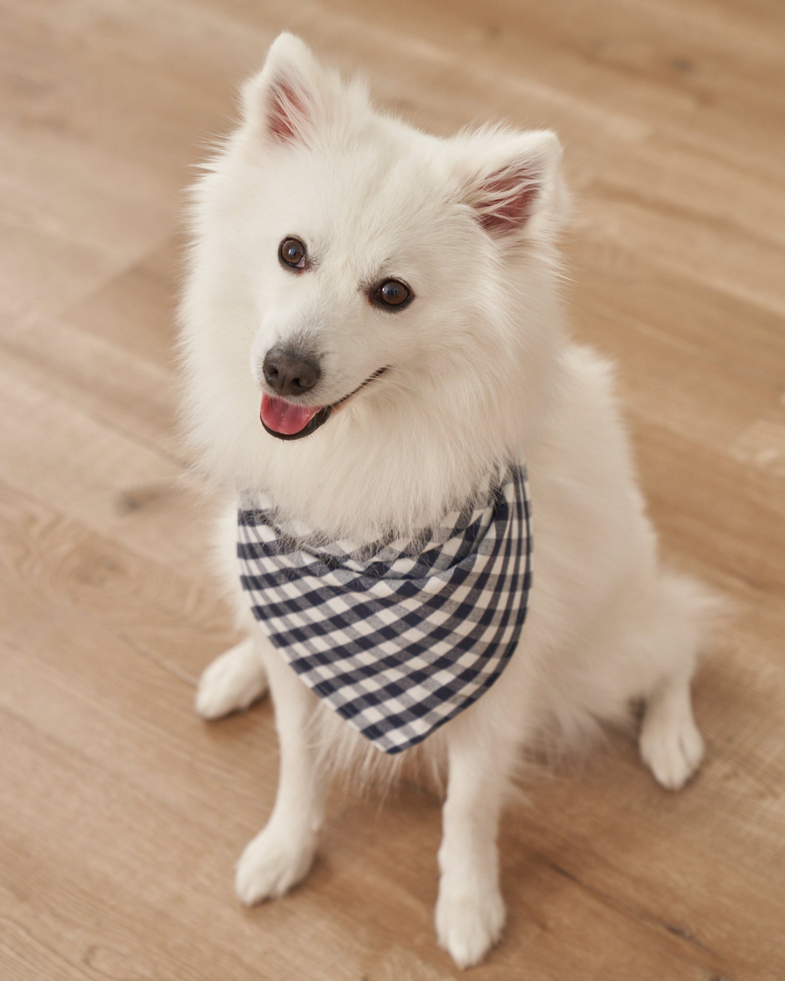 新品 Deuxieme Classe PETIT USAGI BANDANA Shinsuke Kawahara | ISSUE