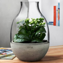 Eden Terrarium With Moulded Concrete Base | Clear Crystal/Conrete