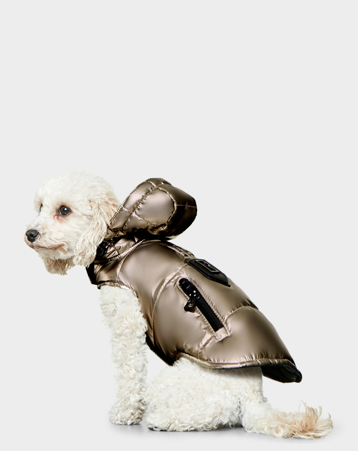 A small white curly-haired dog sits wearing the Rudsak BUDDIE - 9122520 METALLIC CHOCOLATE puffer jacket with a hood and zipper pocket, against a plain light gray background.